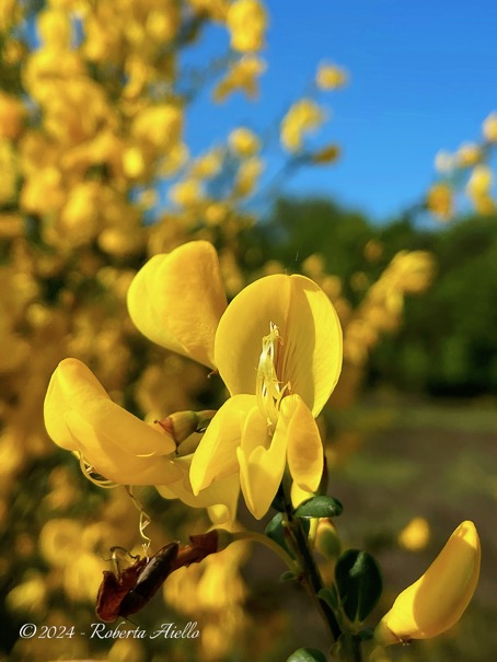 Brem 2 - Cytisus scoparius