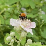 Dijkviltbraam-Rubus-Armeniacus