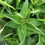 Grote Brandnetel - Urtica Dioica