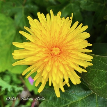 Paardebloem -  Taraxacum Officinale