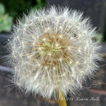 Paardebloem 2 - Taraxacum Officinale